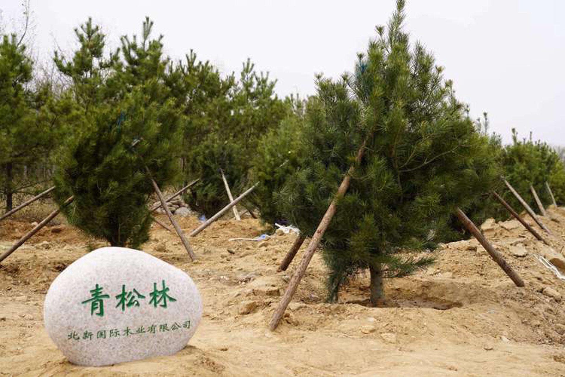 青松林防腐木